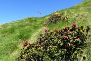 03 Alla croce del Montebello (2100 m) rododendri rossi (Rhododendron ferrugineum)